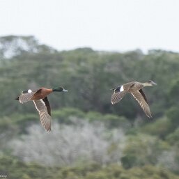 Chestnut Teal